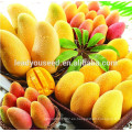 MG01 Huangling semillas de mango híbrido de alta calidad de buena calidad para la venta